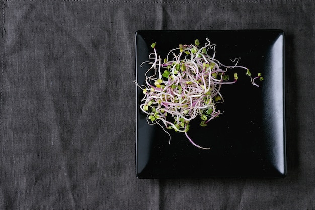 Fresh  Radish Sprouts