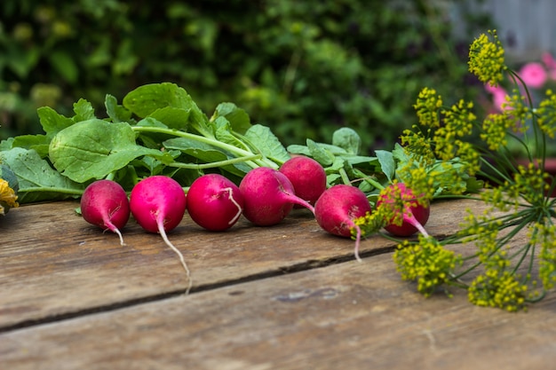 Fresh radish vegetables on the table. Healthy food. Copy space. close-up