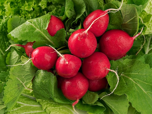 Fresh radish with Chinese cabbage leaves and lettuce. Close-up.