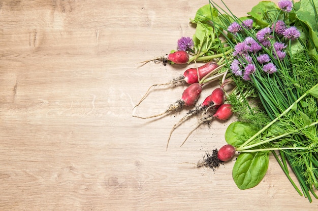 Fresh radish with green garden herbs Healthy food ingredients