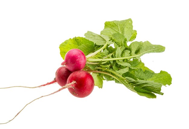 Fresh radish