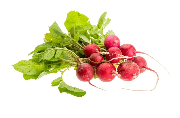 Fresh radish