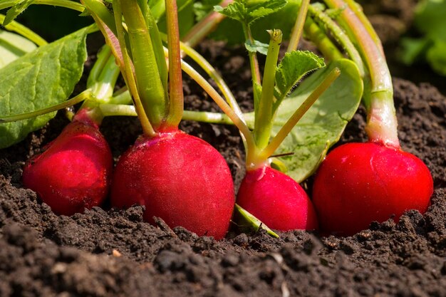 Fresh radishes in vegetable on the ground in the field. Harvest radishes