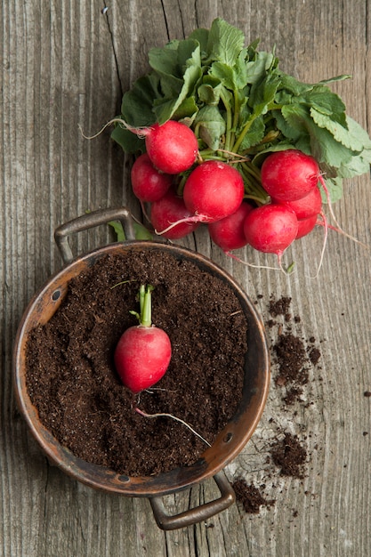 Fresh radishes