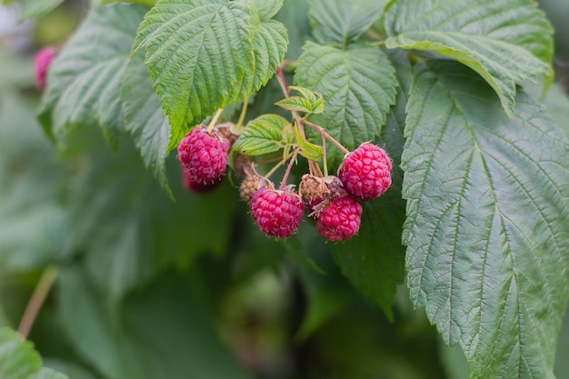 Fresh raspberries on the branch