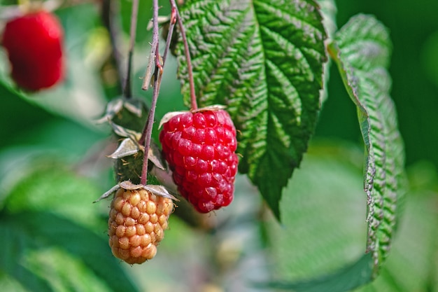 Fresh raspberries on a bush in the garden