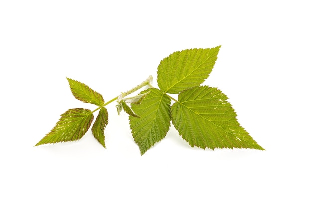 Fresh raspberry leaves isolated on white surface. Rubus idaeus