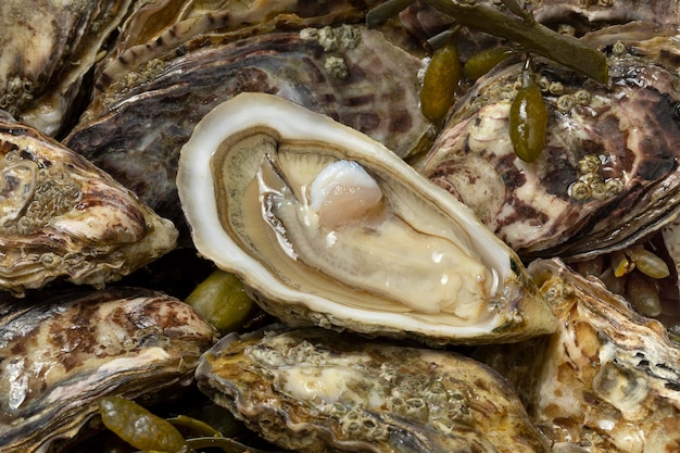 Fresh raw closed Pacific oysters Japanese oysters full frame and an open one close up