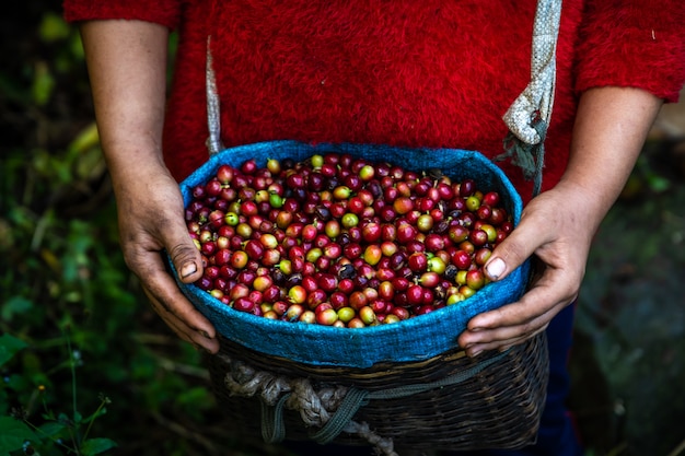 농부 바구니에 농업 농지에서 신선한 생 커피 콩