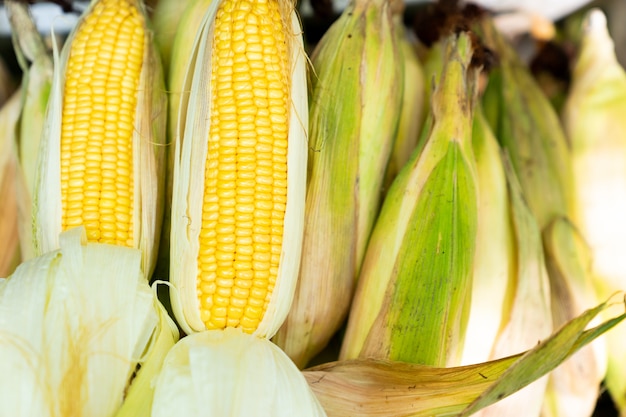 Fresh raw corn cob on corn stacked