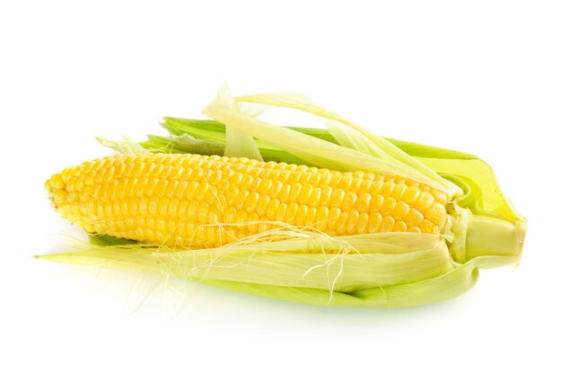 Fresh raw corn cob  isolated on the white