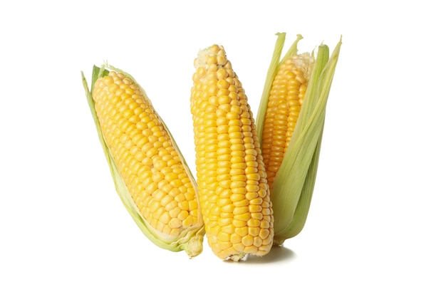 Fresh raw corn isolated on white