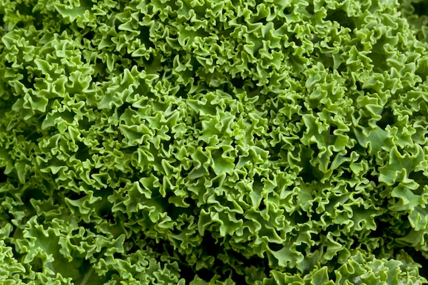 Fresh raw curly kale full frame close up as background