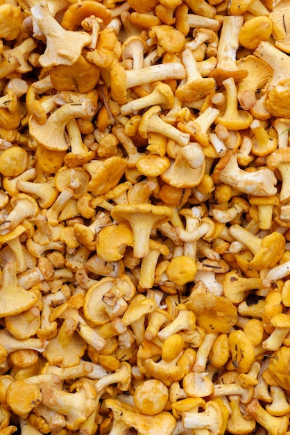 Fresh raw girolles