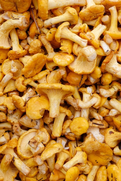 Fresh raw girolles