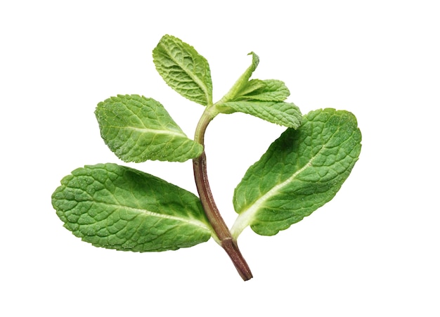 Fresh raw green mint leaf isolated on white background