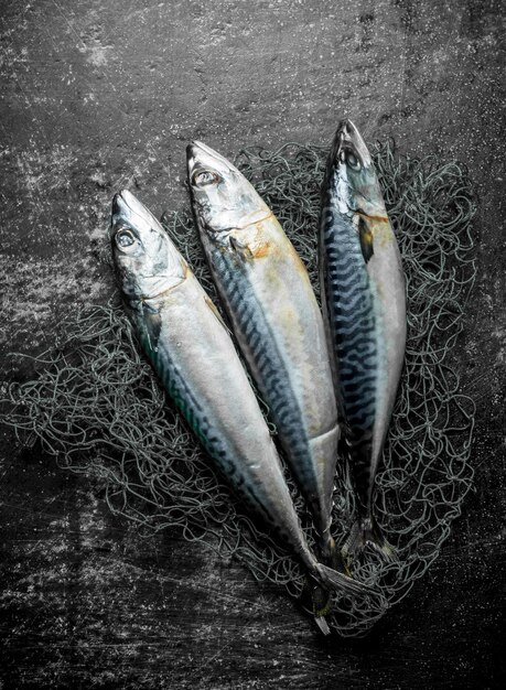 Fresh raw mackerel with fishing net