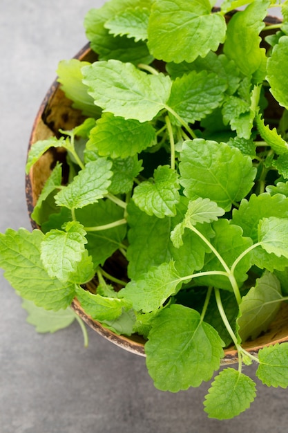 Fresh raw mint leaves on gray background.