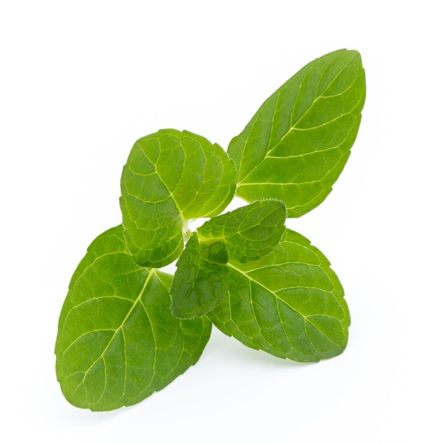 Fresh raw mint leaves isolated on white background