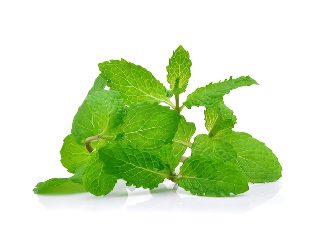 Fresh raw mint leaves isolated