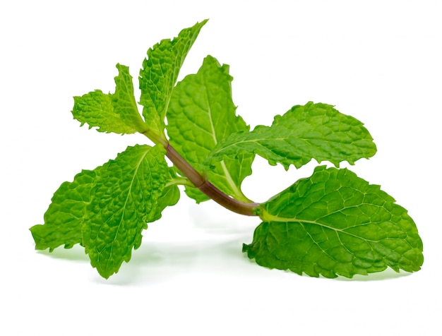 Fresh raw mint leaves isolated