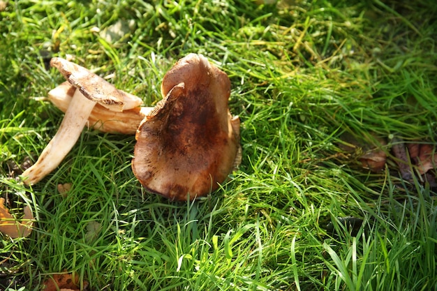 Fresh raw mushrooms on grass in forest