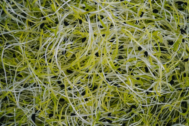 Fresh raw organic leek seed sprouts as background