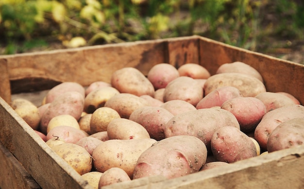 Fresh raw potatoes as background