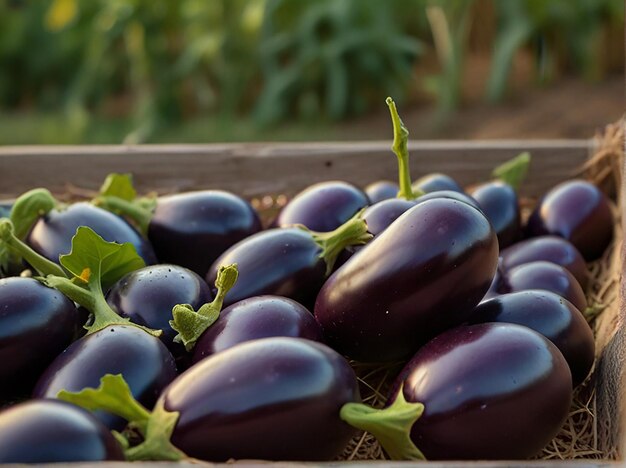 Fresh raw purple eggplant in a wicker basket ai Photo