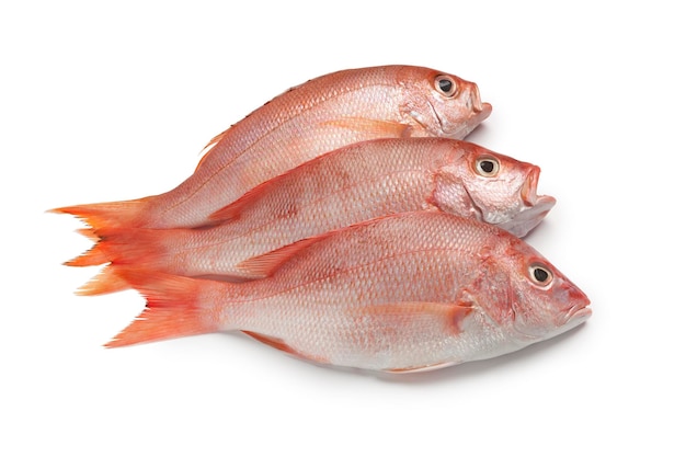 Fresh raw red snappers on white background close up