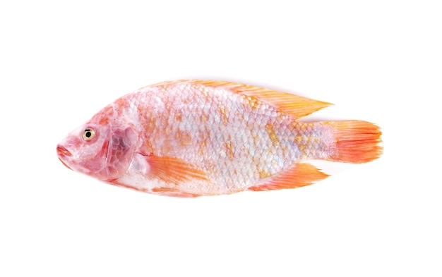 fresh raw red tilapia fishes isolated on white background