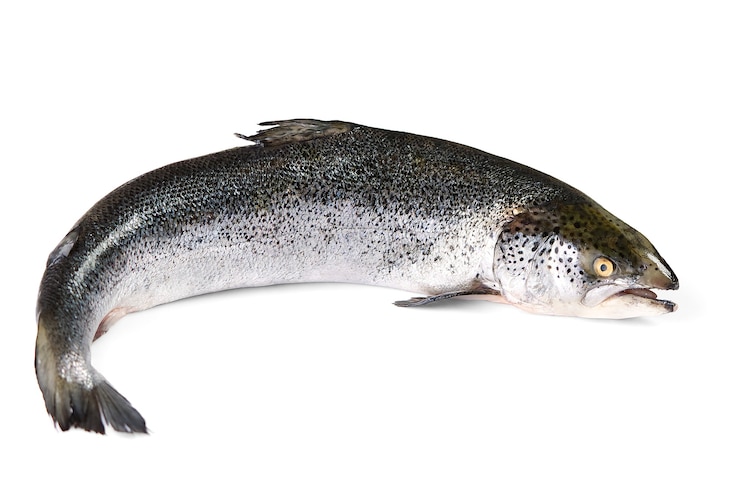 Photo fresh raw salmon fish isolated on white. photo of salmon on white background