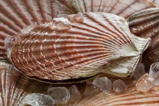 写真 殻の中の氷の上で冷やした新鮮な生のホタテ貝の接写