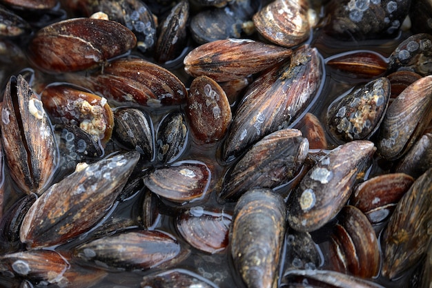 Fresh raw sea mussels on the market.