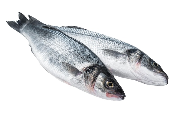 Fresh raw seabass fish on kitchen table Isolated on white background