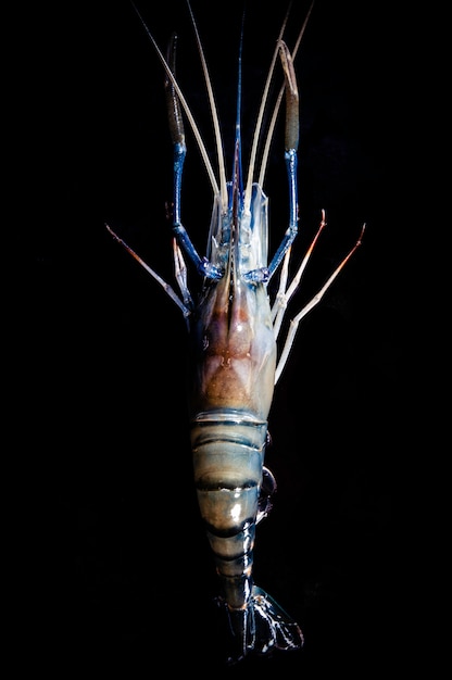 Fresh raw seafood shrimp isolated on black 