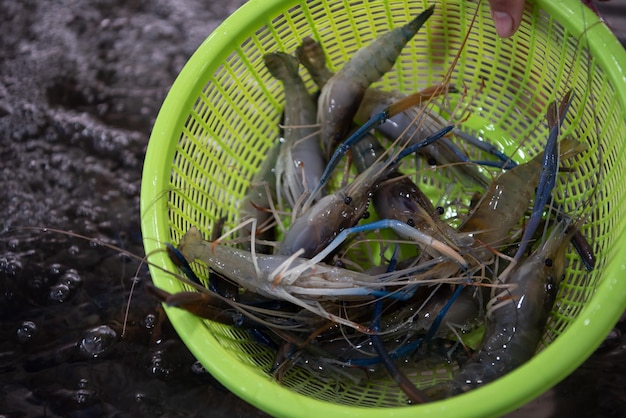 タイ海産物市場で新鮮な生エビ