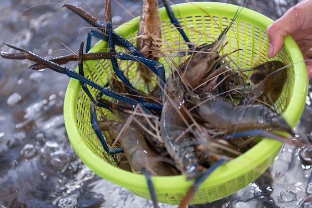 Gamberetti crudi freschi al mercato di frutti di mare tailandesi