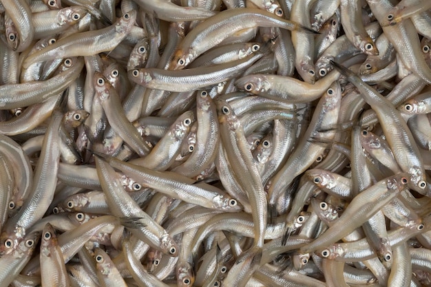 Fresh raw smelt fishes full frame as background close up