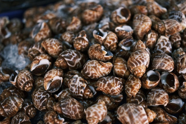 Fresh raw sweet snail Fresh Babylonia areolata in market background