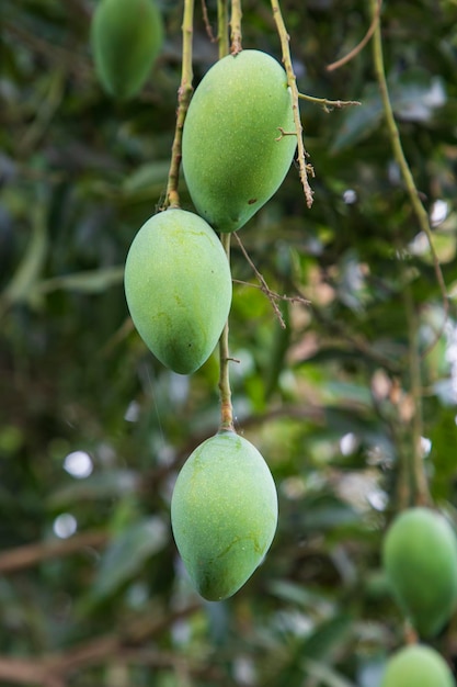 Fresh Raw Three Green Mango hinging In the Tree Branch Selective Focus