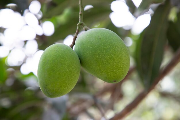 Fresh Raw Two Green Mango hinging In the Tree Branch Selective Focus