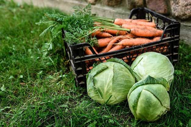 Свежие сырые овощи в саду. Спелая морковь в корзине и капуста.