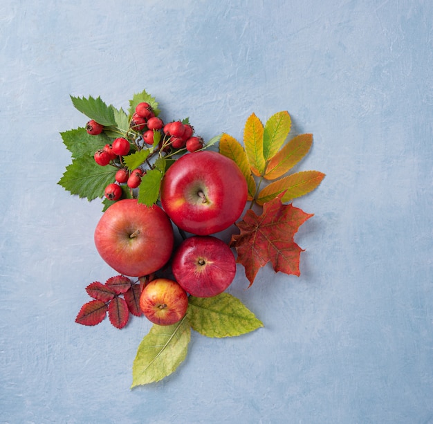Fresh red apples on blue wood table autumn garden copy space top view