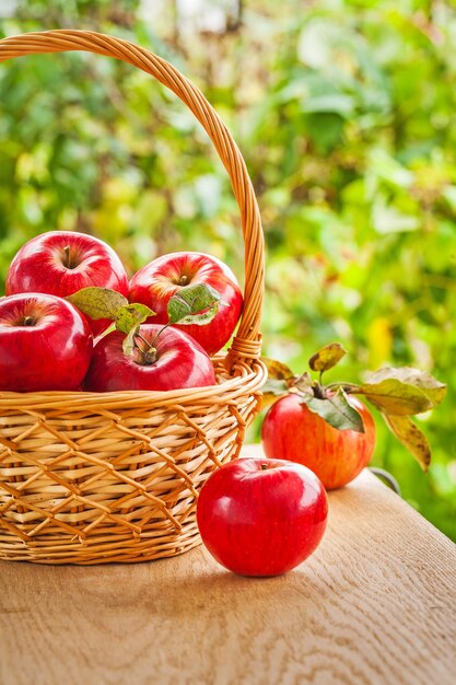 Fresh red apples in busket on wooden table in garden