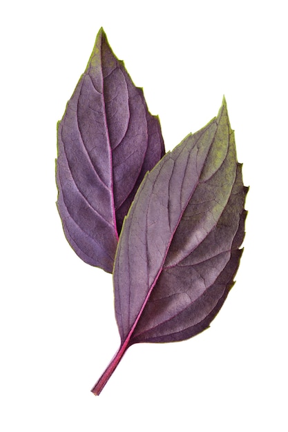 Fresh red basil leaves isolated