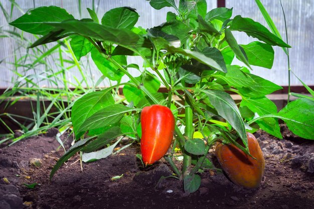 Fresh red bell peppers growing chili paprika growing healthy vegetables in a greenhouse