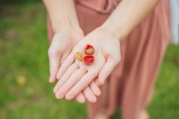 Fresh red berries coffee beans in woman hand.