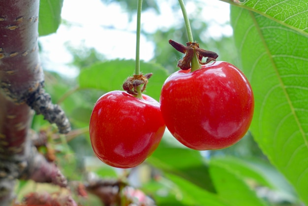 Fresh red cherry in cherry farm, Japan