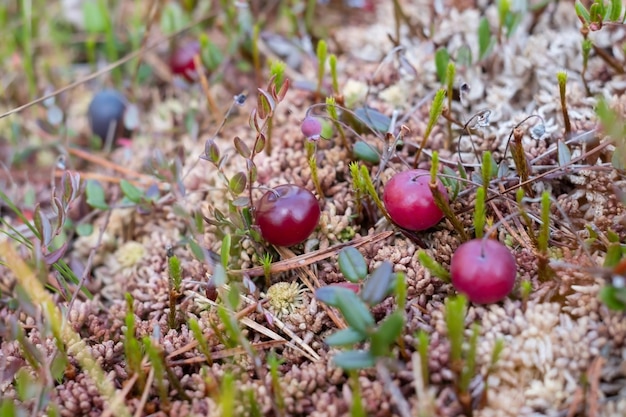 Fresh red cranberry on moss Macro view